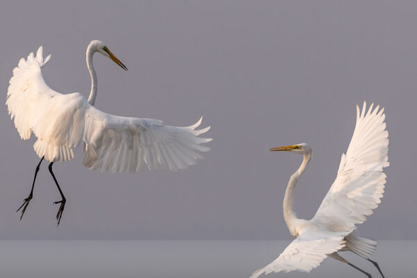 Ballet-in-The-Air