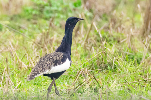 Bengal-Florican(Male)