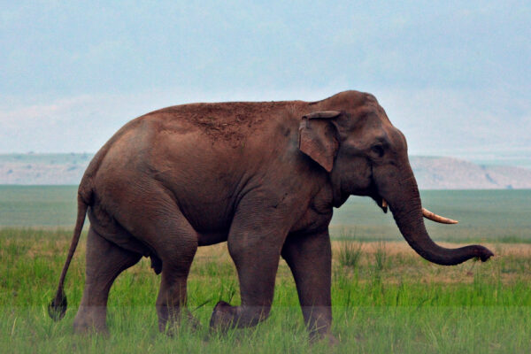 Elephant-from-Corbett-NP