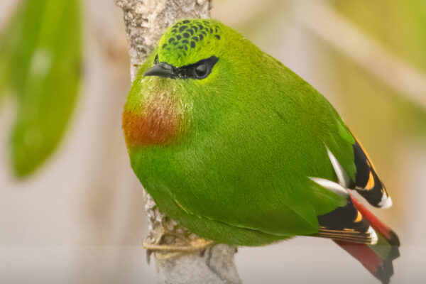 Fire-Tailed-Myzornis