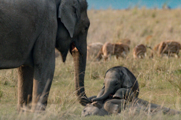 Herd-of-Elephants-from-Corbett-NP