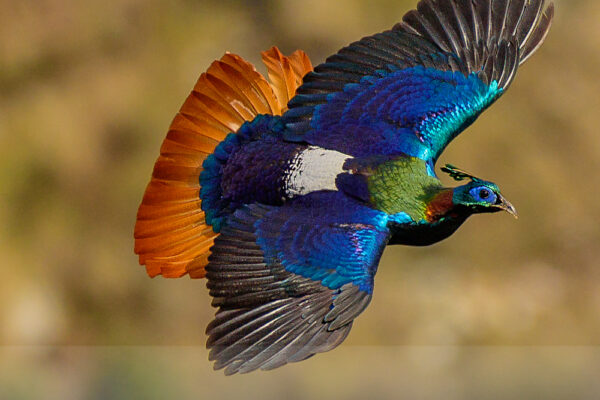 Himalayan-Monal(Male)