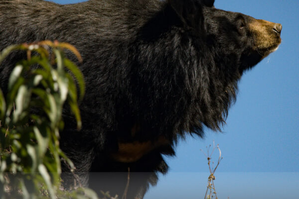 Himalayan-black-bear-from-Singalila-NP