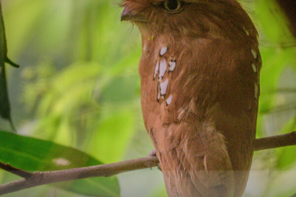 Hodgeson's-Frogmouth(Male)