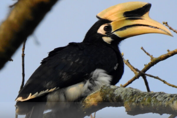 Hornbill,-Bucerotidae