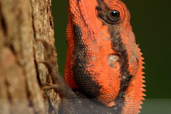 Peninsular-Rock-Agama(Male)