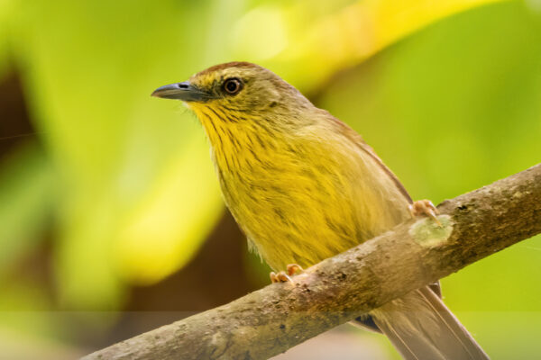 Pin-Striped-Tit-Babbler