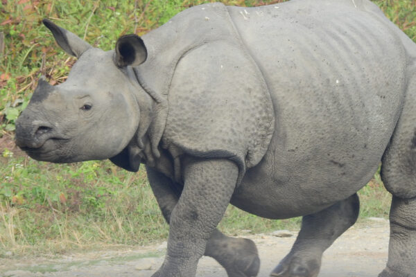 Rhinoceros,-Rhinoceros-unicornis