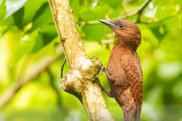 Rufous-Woodpecker(Female)