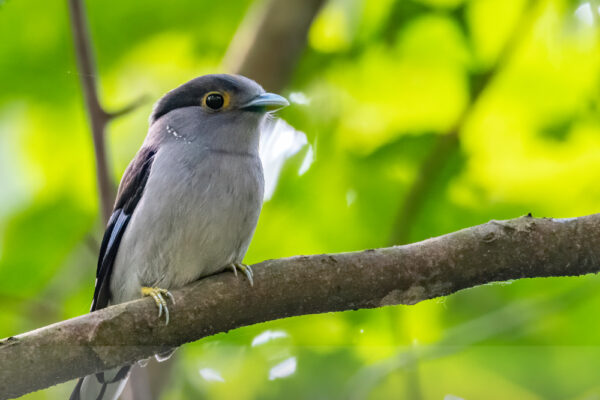 Silver-breasted-Broadbill(Female)