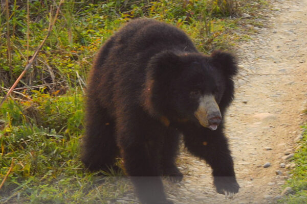 Sloth-Bear,-Melursus-ursinus