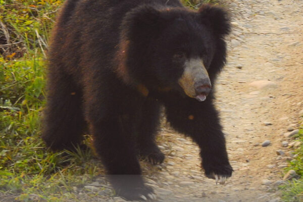 Sloth-bear,-Melursus-ursinus