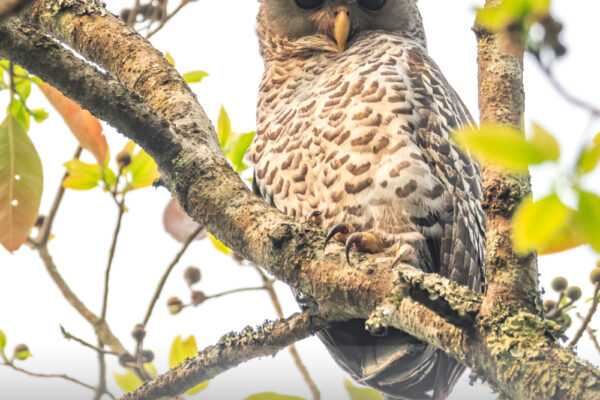 Spot-Bellied-Eagle-Owl