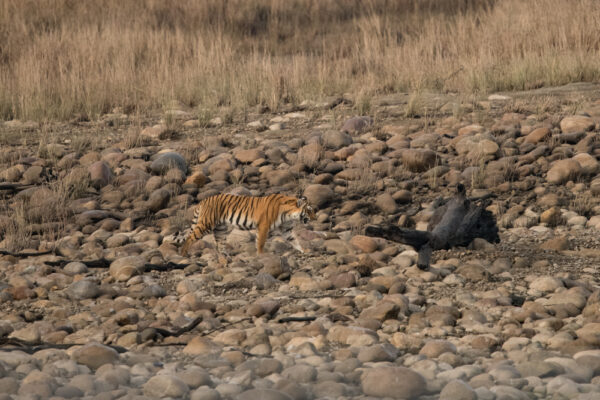 Tiger-from-Corbett-NP-02