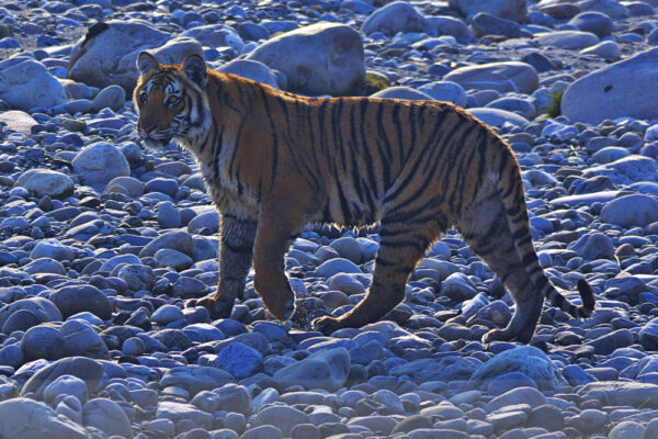 Tiger-from-Corbett-NP