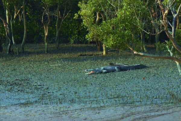 Unique-Habitat-of-Sundarban